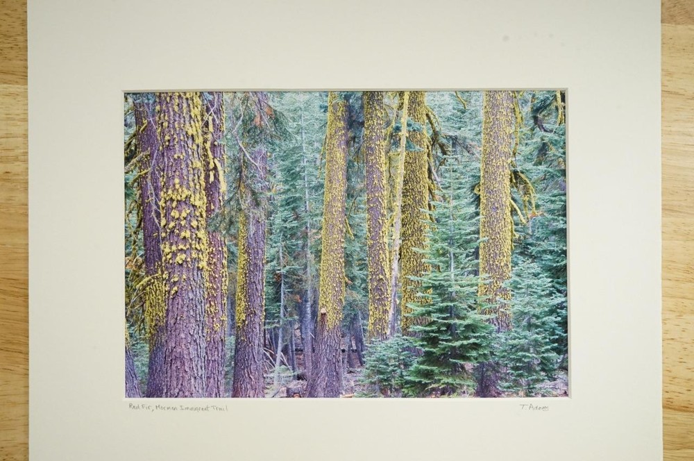 Tom Adams Photography Mormon Immigrant Trail Red Fir Trees Photo Art 11X14
