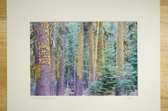 Tom Adams Photography Mormon Immigrant Trail Red Fir Trees Photo Art 11X14
