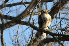 Red Tail Hawk Photo, Pick One Image – Various Sizes