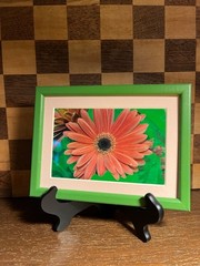 Gerbera Daisy Photograph Framed in Bright Green Pink Matted Repurposed Frame A4