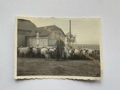 orig. Photo Profession Shepherd Sheep Animals Circa 1930