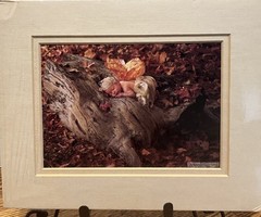 VTG Anne Geddes Baby Lot Of 6 8″X 10″ Picture In Matte 1993, 1995, 1996