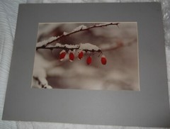 Ralph Gibson Original Signed Photograph Still Life Berries on a Branch Winter