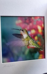 «HUMMINGBIRD in Flight» in by Michael Brown Lenticular 3-D Picture Signed