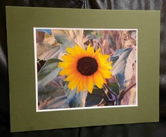 Matted Photograph: Sunflowers 2