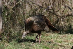 Turkey Photo, Pick One Image – Various Sizes