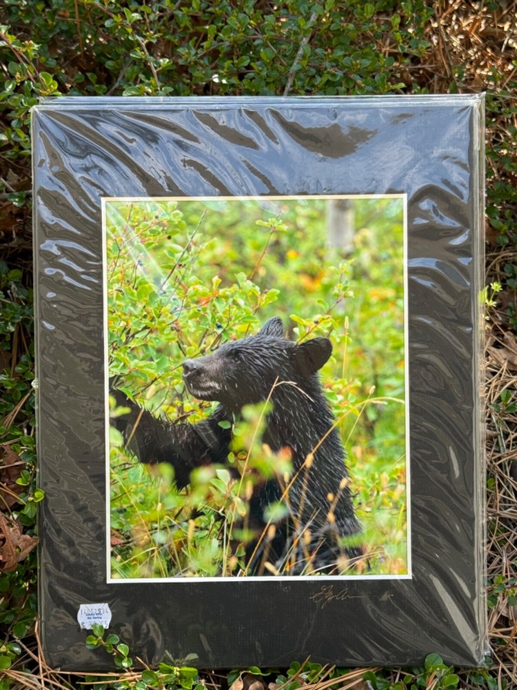 Artist Greg Arbutine 8″x10″ Photograph in 11″x14″ black mat «Berry Bear Canada»