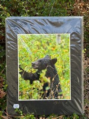 Artist Greg Arbutine 8″x10″ Photograph in 11″x14″ black mat «Berry Bear Canada»