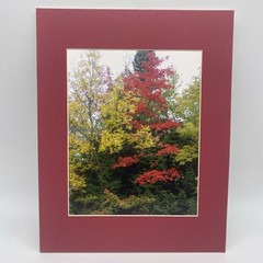 Matted Autumn Trees Landscape Photo Print 11 X 14 Wall Art Gallery Decor