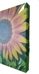 Autumn Beauty Sunflower On Canvas. 11×14 Photo print. Unframed, ready to hang