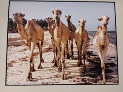 Monkey Camels and Elephants Pictures Framed and Signed by Artist