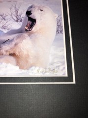 Polar Bear Photograph Matted Signed By Photographer Rosalind Philips 8 X 10”