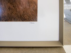 Photography Art Print with Frame of Grassy Wetlands Nature with Cottonwood Tree