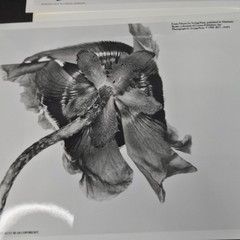 Irving Penn Flowers Press Release With Photos