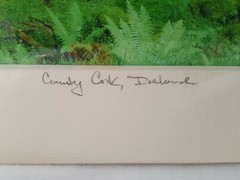 Ireland Forest Moss Ferns Trees Photograph 11 x 14 Matted NEW SEALED County Cork