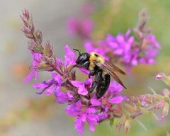 Art Photograph 8×10 Carpenter Bee on Loosestrife Flowers Artist Signed