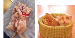 Warm, Cozy, and Relaxed Kittens Photobook Paperback 2018 from Japan