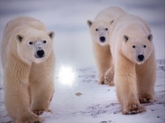 Polar Bear Nature Signed Limited Edition Framed Art Print
