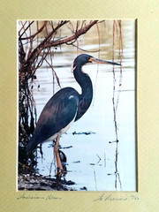 Louisiana Heron Art Photo La Freniere Park – Framed, Matted & Numbered 10/50