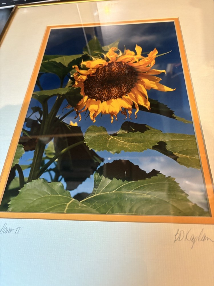 Vintage Framed Barry Kaplan Sunflower II Framed Photograph Dated 1995