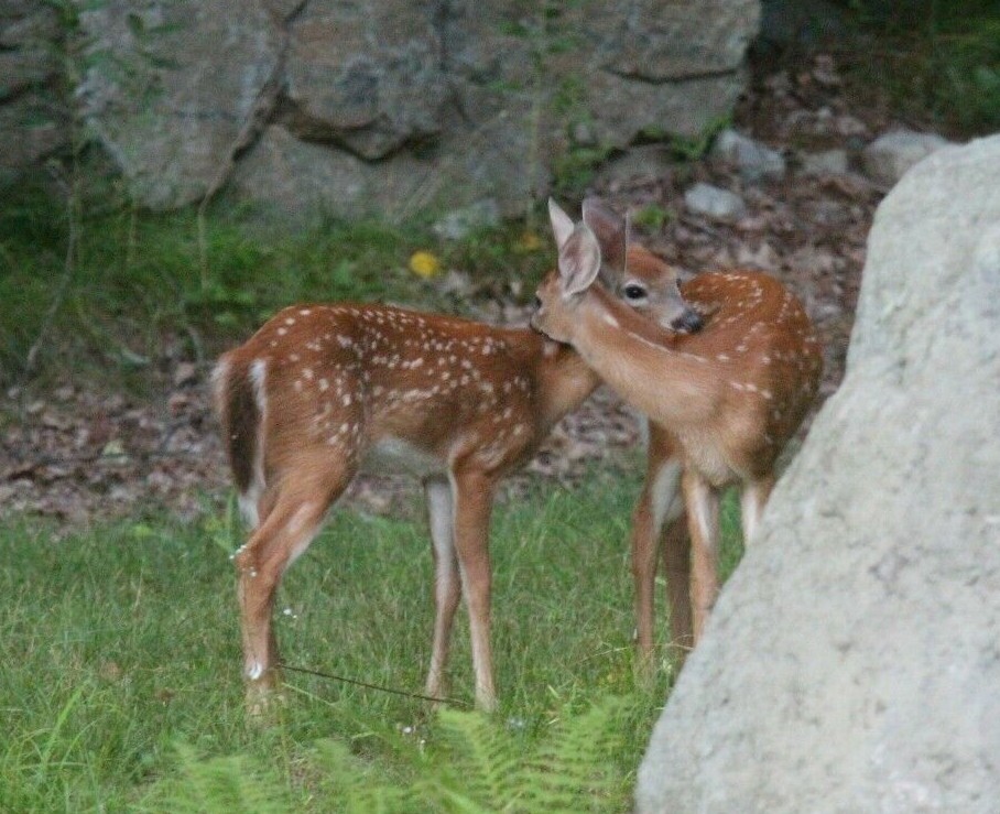 8×10 Photo Of 2 Young loving Deer By Chris Mathein 0148
