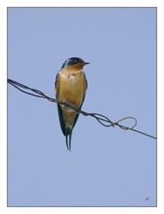 Barn Swallow 12″x16″ Fine Art Print, Bird Art