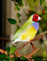 8 1/2 x 11″ HQ PRINT PHOTO of COLORFUL LADY GOULDIAN FINCH BIRD – VERY SHARP