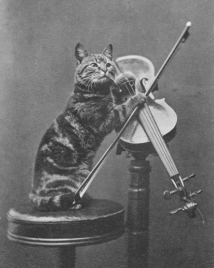 Cat on a stool playing a violin by Henry Pointer 8×10 Photograph Print 8″x10″