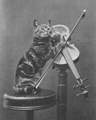 Cat on a stool playing a violin by Henry Pointer 8×10 Photograph Print 8″x10″