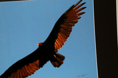 Turkey Vulture Wildlife Photo 8″ x 10″ in 11″ x 14″ Matte Signed by Kim Barry