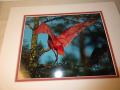 Beautiful Photograph Matted of a Roseate Spoon Bill, Louisiana, 7.5 x 10″