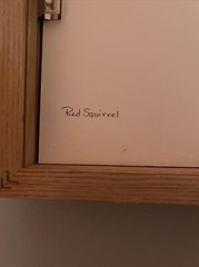 Framed color photo red squirrel 11.5” x 9.5” signed Roger S Everett Brewster MA