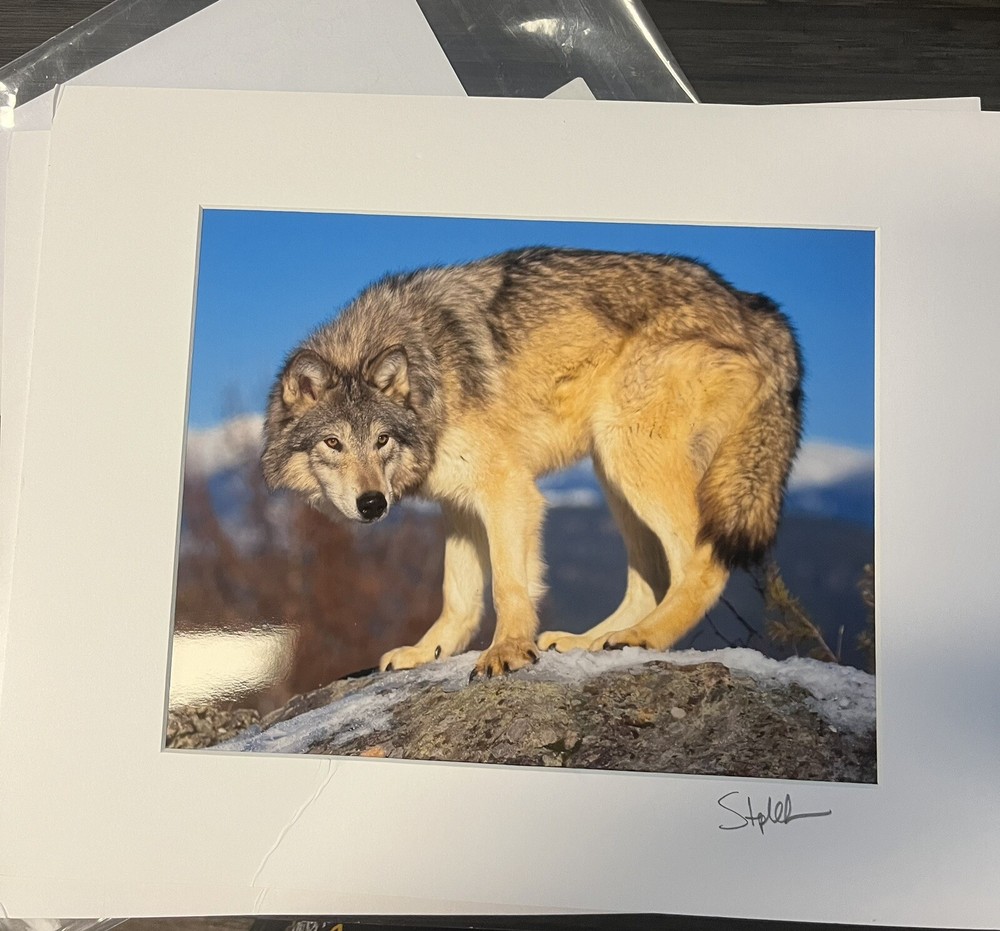 Photograph Signed By Award Winning Stephen W. Oachs LOBO TIMBER WOLF Wildlife