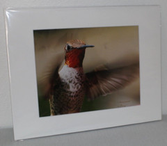 Hummingbird Wildlife Photo 8″ x 10″ in 11″ x 14″ Matte Signed by Kim Barry