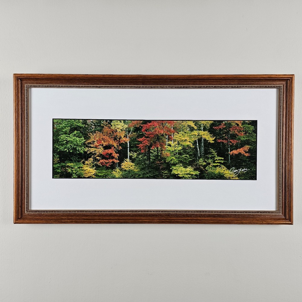 ART – Signed Gary Love Photograph 21.75×11.75 Framed Landscape Art – Maine Trees
