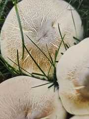 Mushroom Quartet 5×7 Honeycomb Framed FINE ART PHOTOGRAPH Nature Wall Decor