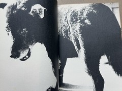 🎈Sup RARE Daido Moriyama Inu no Kioku, Shusho Memories of a Dog Final Chapter