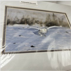 Snowy Owl Photo art print matted 8×10 in Andrew Paul Tennessee Wildlife