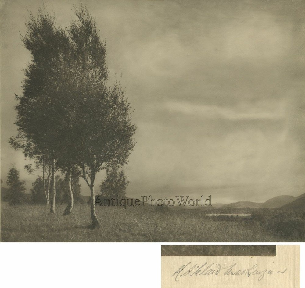 Birch tress country landscape antique art photo by Niven St.Claire-McKenzie