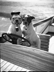 bulldogs w pipes, funny, unmarked fine art Photo negative, 1930’s by SZENDRŐ Ist