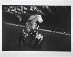 Garry WINOGRAND: Fort Worth, TX, 1974 / Rodeo COVER / VINTAGE /GWHN-13/ SIGNED