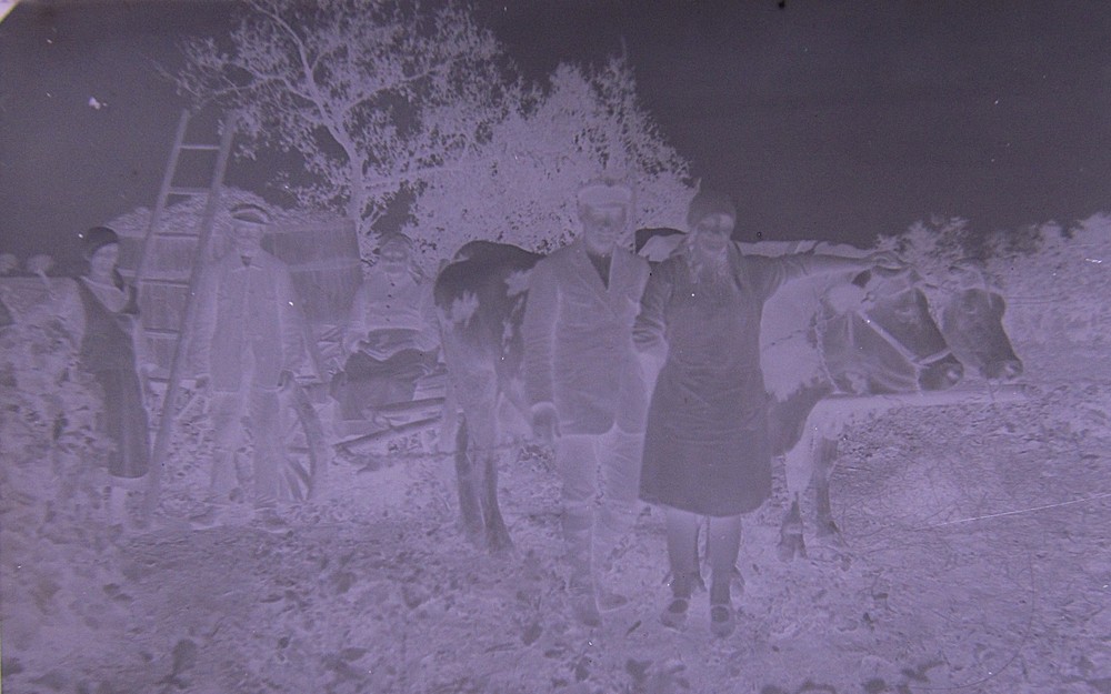Vintage Ox Team Historic Large Glass Negative No 2
