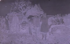 Vintage Ox Team Historic Large Glass Negative No 2
