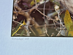 Framed Signed Numbered Wildlife Photographic Print John Hartung «Scrubbed Off»