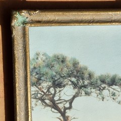 FREDERICK W. MARTIN Hand-Tinted Hand-Color Photo Torrey Pines 8.75″ x 4.75″ VGC