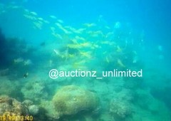 Digital Image Picture Photo Pic Andaman India underwater coral life scuba AND069