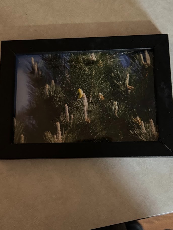 Pine Tree Nature Photo 4×6 Framed Wall Art Minimal Forest Photography