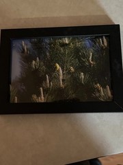 Pine Tree Nature Photo 4×6 Framed Wall Art Minimal Forest Photography