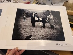 Peter Finnemore Mad About the Cow No. 3 1999 Silver Gelatin Print Surrealist