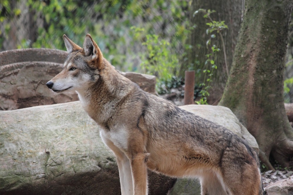 Red Wolf Background | Wildlife Portrait Photo | High‑Res -001